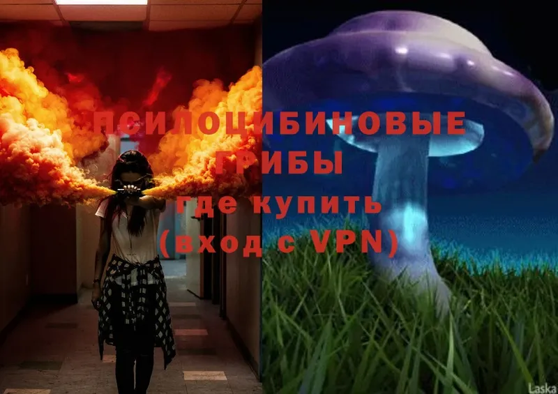 Псилоцибиновые грибы Psilocybe  наркотики  Аша 